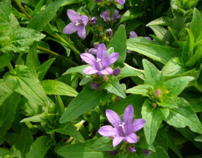 Campanula glomerata ‘Superba’ - klokjesbloem