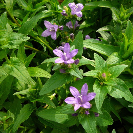 Campanula glomerata ‘Superba’ - klokjesbloem