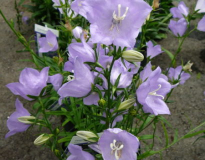 Campanula persicifolia (grote pot) - klokjesbloem