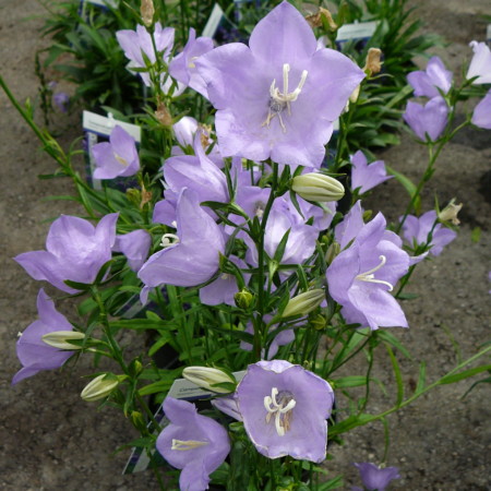 Campanula persicifolia (grote pot) - klokjesbloem