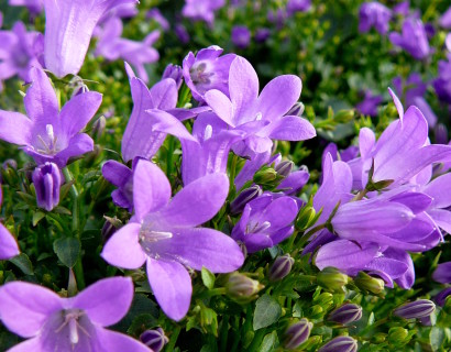 Campanula portenschlagiana - klokjesbloem