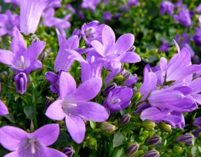 Campanula portenschlagiana - klokjesbloem