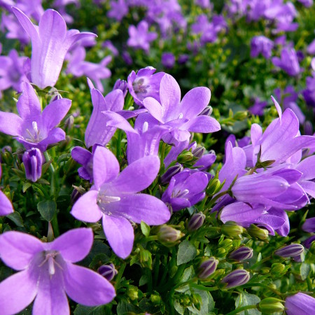 Campanula portenschlagiana - klokjesbloem