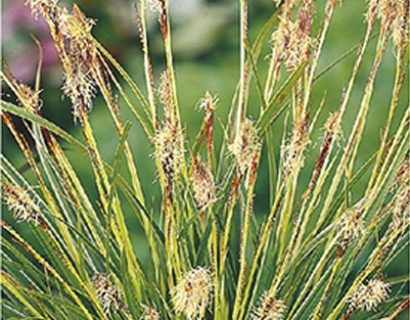 Carex morrowi 'Variegata' pot 2 liter