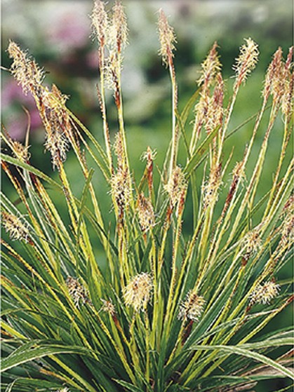 Carex morrowi ‘Variegata’ pot 2 liter