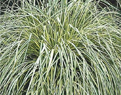 Carex oshimensis ‘Evergold’