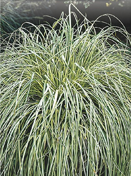 Carex oshimensis ‘Evergold’ - zegge