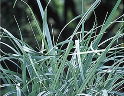 Carex panicea - blauwe zegge