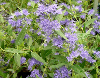 Caryopteris clandonensis ‘Heavenly Blue’ - blauwe spirea, baardbloem, herfstsering