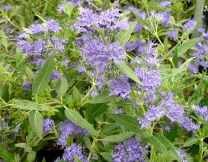 Caryopteris clandonensis ‘Heavenly Blue’