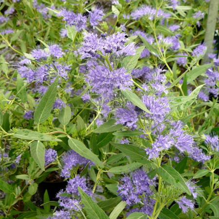 Caryopteris clandonensis ‘Heavenly Blue’ - blauwe spirea, baardbloem, herfstsering