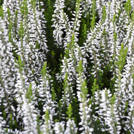 Calluna vulgaris ‘Alicia’ - zomerheide, struikheide