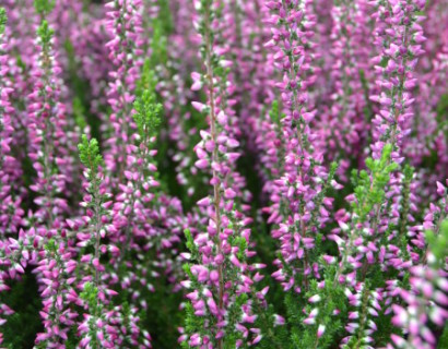 Calluna vulgaris ‘Amethyst’ - zomerheide, struikheide