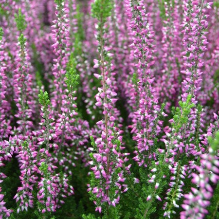 Calluna vulgaris ‘Amethyst’ - zomerheide, struikheide