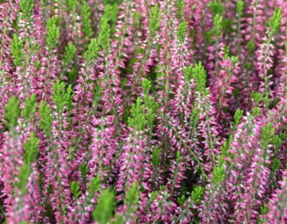 Calluna vulgaris ‘Angie’ - zomerheide, struikheide