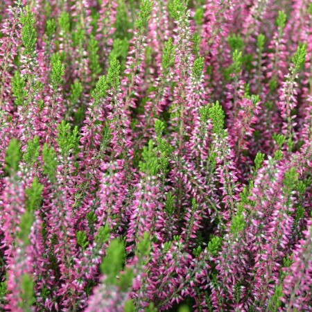 Calluna vulgaris ‘Angie’ - zomerheide, struikheide