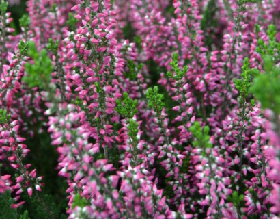 Calluna vulgaris ‘Aphrodite’ - zomerheide, struikheide