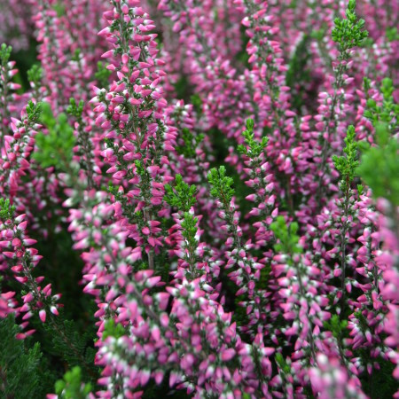 Calluna vulgaris ‘Aphrodite’ - zomerheide, struikheide