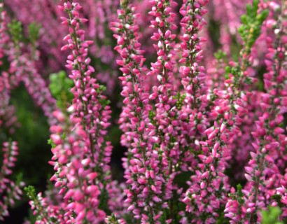 Calluna vulgaris ‘Athene’ - zomerheide, struikheide