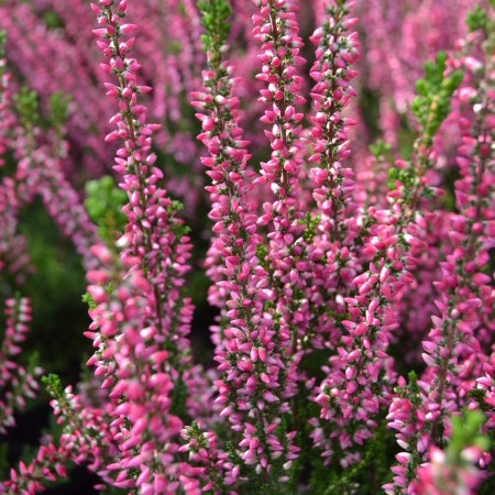 Calluna vulgaris ‘Athene’ - zomerheide, struikheide