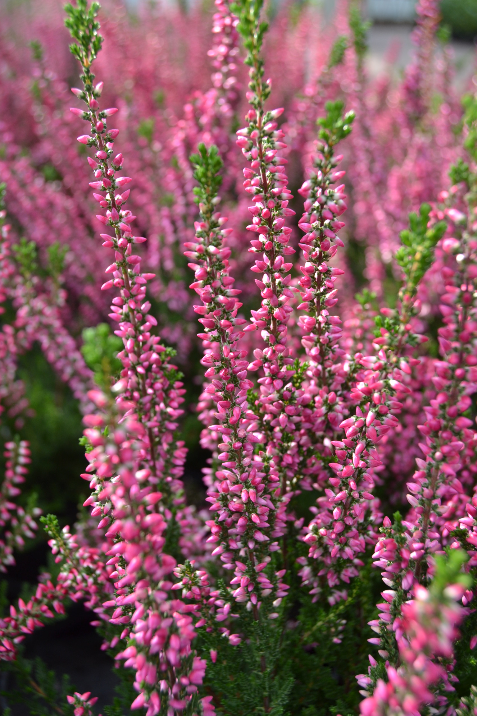 Calluna vulgaris 'Athene'.