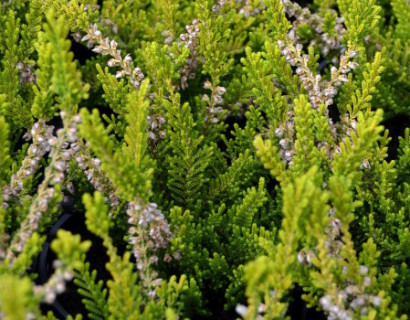 Calluna vulgaris ‘Beouly Gold’ - zomerheide, struikheide