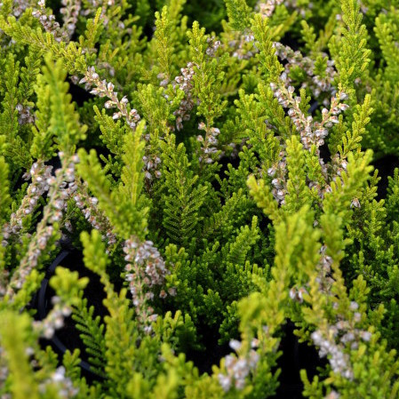 Calluna vulgaris ‘Beouly Gold’ - zomerheide, struikheide