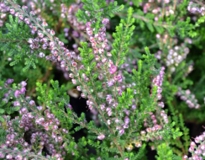 Calluna vulgaris ‘C.W. Nix’ - zomerheide, struikheide