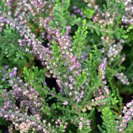 Calluna vulgaris ‘C.W. Nix’ - zomerheide, struikheide