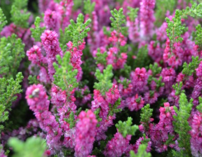 Calluna vulgaris ‘Dark Beauty’