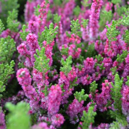 Calluna vulgaris ‘Dark Beauty’ - zomerheide, struikheide