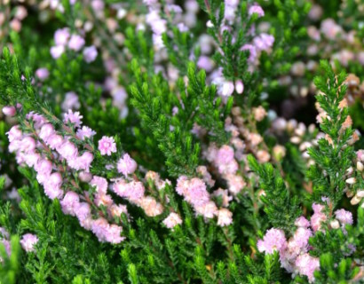 Calluna vulgaris ‘Hamilton’ - zomerheide, struikheide