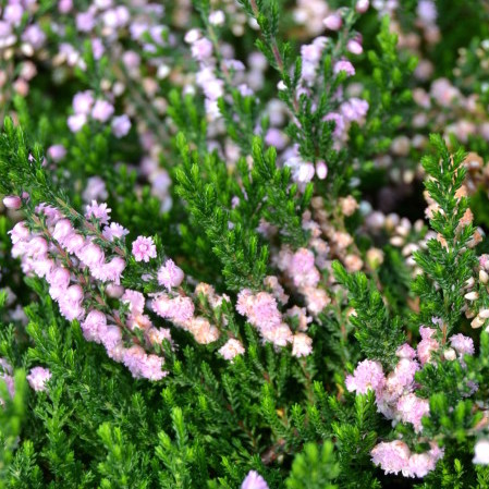 Calluna vulgaris ‘Hamilton’ - zomerheide, struikheide