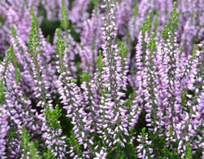 Calluna vulgaris ‘Hilda’ - zomerheide, struikheide