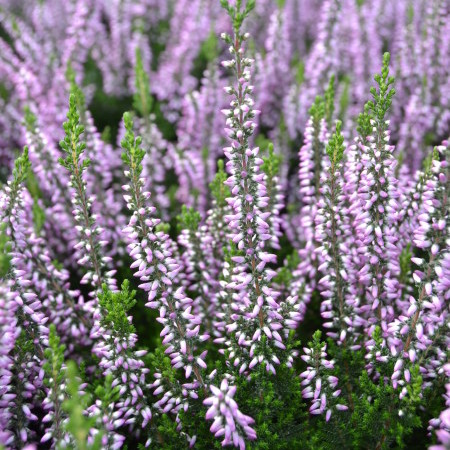 Calluna vulgaris ‘Hilda’ - zomerheide, struikheide