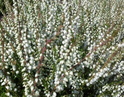 Calluna vulgaris ‘Kinlochruel’ - zomerheide, struikheide