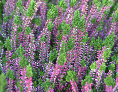 Calluna vulgaris ‘Liliane’ - zomerheide, struikheide