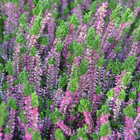 Calluna vulgaris ‘Liliane’ - zomerheide, struikheide