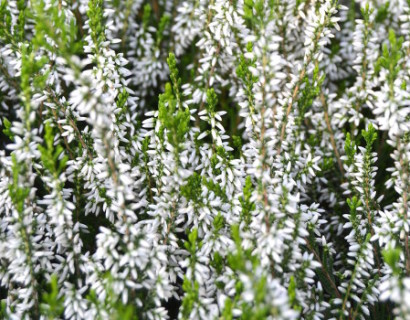 Calluna vulgaris ‘Bettina’ - Zomerheide, struikheide