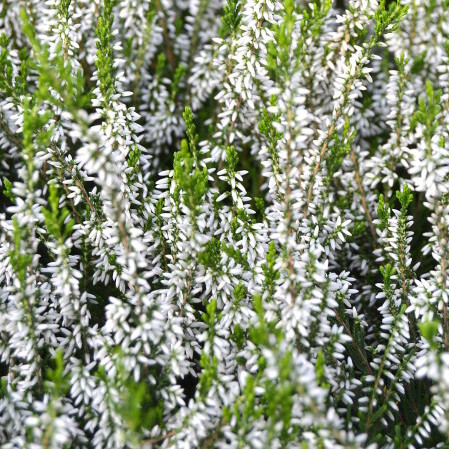 Calluna vulgaris ‘Bettina’ - Zomerheide, struikheide