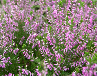 Calluna vulgaris ‘Roswitha’ - zomerheide, struikheide