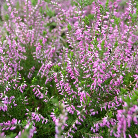 Calluna vulgaris ‘Roswitha’ - zomerheide, struikheide