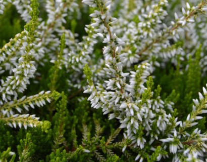 Calluna vulgaris ‘Sandy’ - zomerheide, struikheide