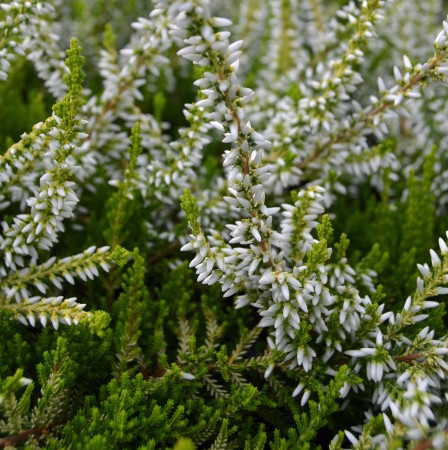 Calluna vulgaris ‘Sandy’ - zomerheide, struikheide