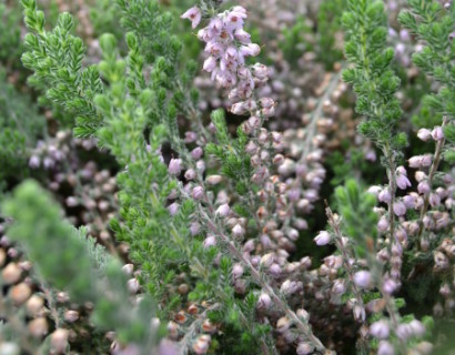 Calluna vulgaris ‘Silver Queen’ - zomerheide, struikheide