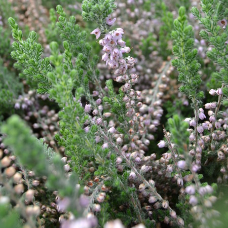 Calluna vulgaris ‘Silver Queen’ - zomerheide, struikheide