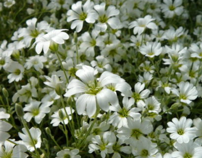 Cerastium tomentosum - viltige hoornbloem