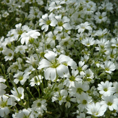 Cerastium tomentosum - viltige hoornbloem