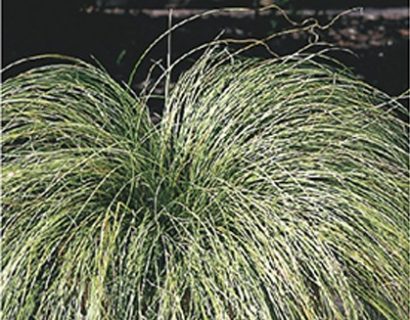 Carex comans ‘Frosted Curls’ - zegge