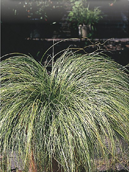 Carex comans ‘Frosted Curls’ - zegge